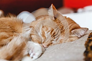 Beautiful red cat sleeping, close-up. Concept. healthy restful sleep and life