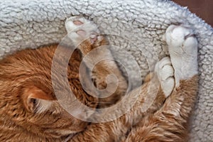 Beautiful red cat sleeping, close-up. Concept. healthy restful sleep and life