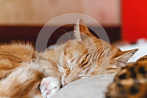 Beautiful red cat sleeping, close-up. Concept. healthy restful sleep and life