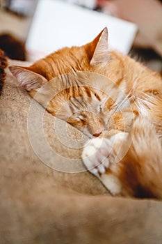 Beautiful red cat sleeping, close-up. Concept. healthy restful sleep and life