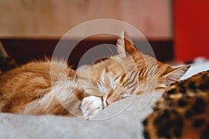 Beautiful red cat sleeping, close-up. Concept. healthy restful sleep and life