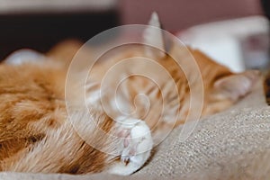 Beautiful red cat sleeping, close-up. Concept. healthy restful sleep and life