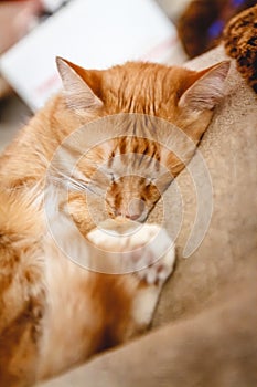 Beautiful red cat sleeping, close-up. Concept. healthy restful sleep and life