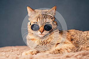 A beautiful red cat in sunglasses looks at the camera.