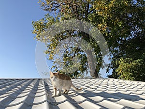 Beautiful red cat walks on the roof