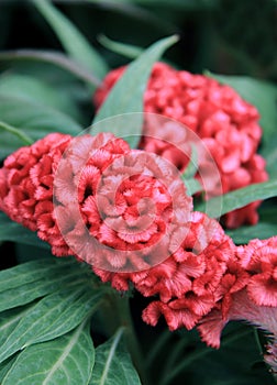 Beautiful red Celosia Cristata