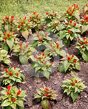 beautiful red Celosia flower in the garden