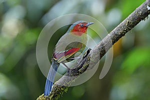 Beautiful Red cheek bird percing on wooden branch in nature, Scarlet or Red-faced Liocichla (Liocichla ripponi)