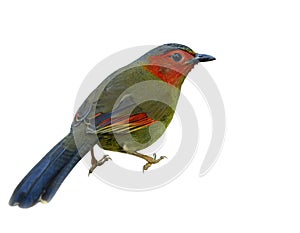 Beautiful red cheek and wings with gold feathers body isolated o photo