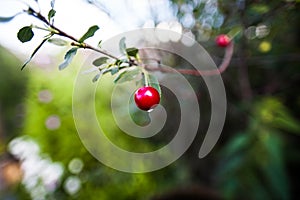 Cherry berry on a branch photo