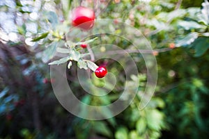 Cherry berry on a branch photo