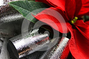 Beautiful red christmas flower poinsettia with silver bow
