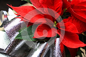 Silver present bow and beautiful lights on the backBeautiful red christmas flower poinsettia with silver bow
