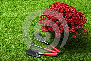 Beautiful red chrysanthemum flowers with gardening tools on grass