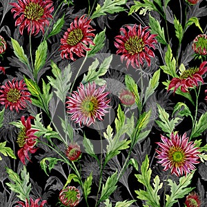 Beautiful red chrysanthemum flowers with gray outlines on black background. Seamless botanical pattern.