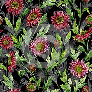 Beautiful red chrysanthemum flowers with gray outlines on black background. Seamless botanical pattern. photo