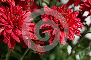 Beautiful red chrysanthemum flowers with water drops