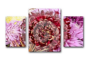 Beautiful red chrysanthemum structured on a white background. Summer floral