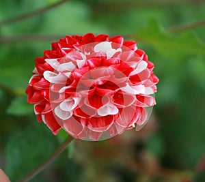 Beautiful red chrysanthemum with white spots. Flower.