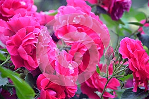 Beautiful red climbing roses in the summer garden