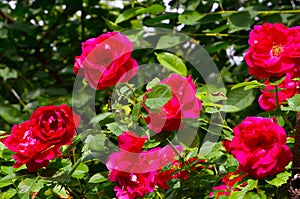 Beautiful red climbing roses in the summer garden.Decorative flowers or gardening concept.