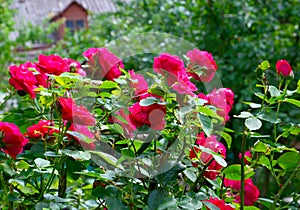 Beautiful red climbing roses in the summer garden.Decorative flowers or gardening concept.