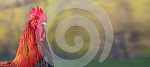 Beautiful red cock on green grass, nice nature on farm. Wide banner