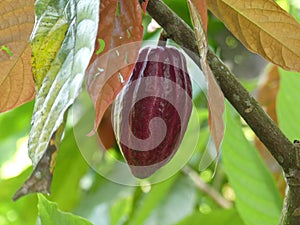 Beautiful Red Cocoa bean growing in Costa Rica.