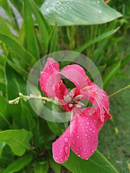 beautiful red-colored canna indica lily flower plant