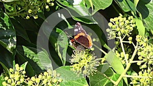 Beautiful red colored eye butterfly Nymphalidae looking for nectar on colorful flowers