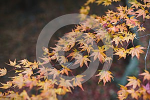 Beautiful Red and Colorful Japanese Maple Leaves Background in Kyoto in Kitano Tenmangu Shrine
