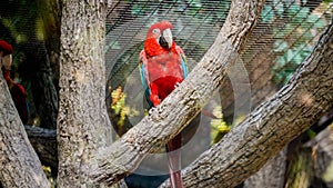 Beautiful red colorful macaw parrot sitting on the tree branch in zoo aviary