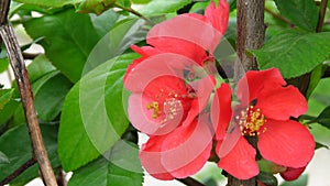 Beautiful Red Colour Blooming Bush Shrub. Chaenomeles japonica 'Sargentii' / Japanese Quince