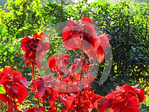 Beautiful red colour plant Acalypha wilkesiana, or copperleaf and JacobÃ¢â¬â¢s coat.