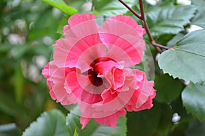 Beautiful red coloured hibiscus flower on a potted plant in a balcony garden. Double layer flower.