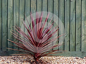 Beautiful red cordyline plant by fence, outdoors.