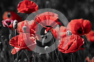 Beautiful red corn poppy flowers on black and white background. Remembrance day concept