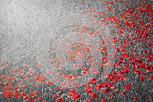 Beautiful red corn poppy flowers on black and white background. Remembrance day concept