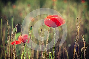 Beautiful red corn poppy flowers (Papaver rhoeas)