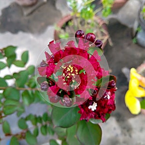 Beautiful red Crape Myrtle flower with blurred background