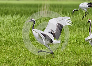The beautiful red-crowned cranes is dancing