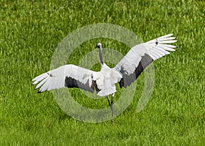 The beautiful red-crowned cranes in grassland.