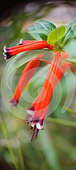 Beautiful red cuphea ignea plant photo