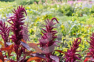 Beautiful red curved leaves of Amaranthus gangeticus or tricolor on the flower bed in a garden in summer