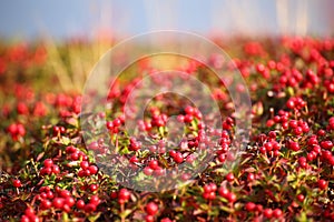 Beautiful red cushion of dwarf cornel (Cornus suecica)