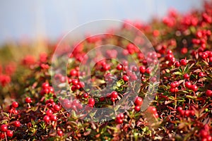 Beautiful red cushion of dwarf cornel (Cornus suecica)