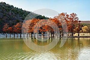 Beautiful red cypress tree wood in Sukko lake by Anapa, Russia. Autumn scenic landscape