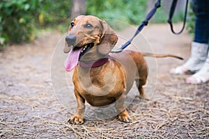 Beautiful red dachshund on a leash walks with the owner in a park amongst green trees outdoors