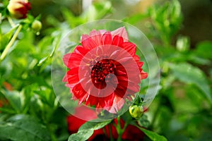 Beautiful Red Dahlia on background of green leaves close up