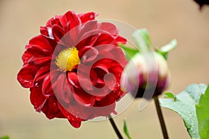 The beautiful red dahlia flower with bloom